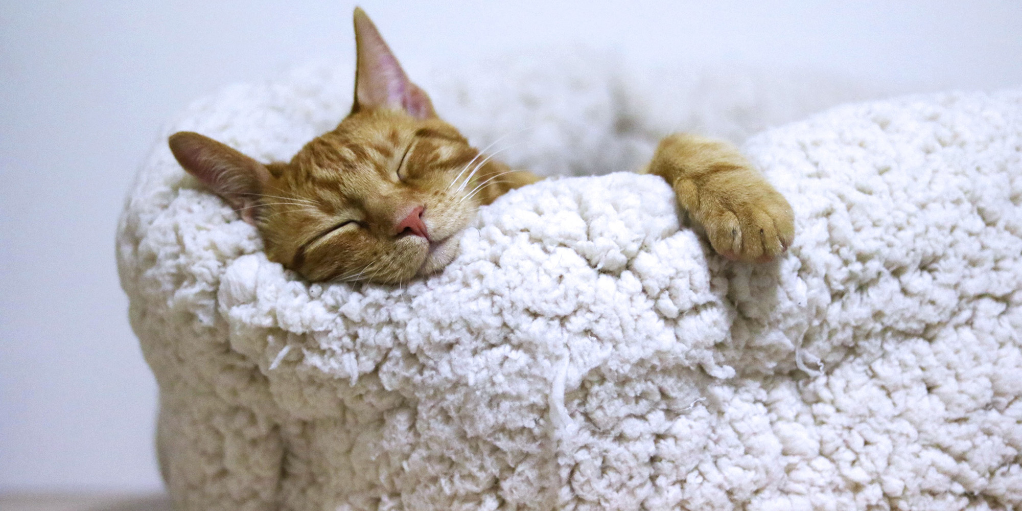Napping is Holy Devo Image